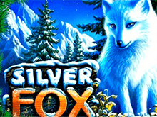 Silver Fox